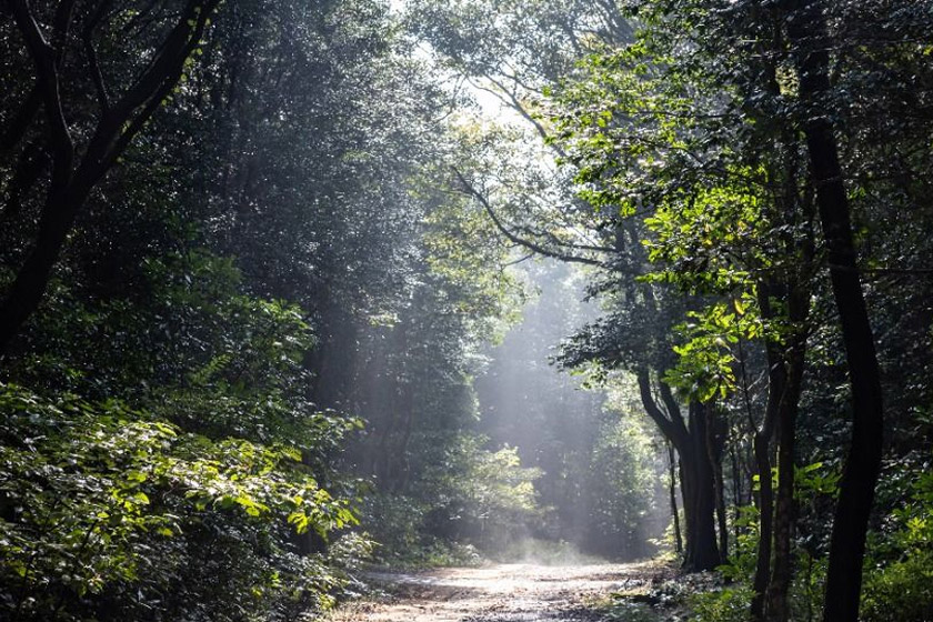Seogwipo Healing Forest