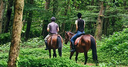 나무가 가득한 숲 길에 승마를 타고 있는 사람 이미지 
